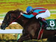 Maltese Heat - The Fairy Stakes