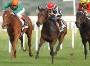 Rumba Loca - Premio Regina Elena (Italian 1.000 guineas) 