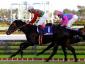 Cosmo Sunbean - Futurity Stakes