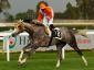 Groom Tesse - Derby Italiano