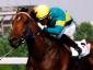Falbrav - Gran Premio di Milano