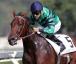 Premio Coolmore - Rosa Eglanteria