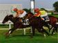 Duca D'Atri - Premio Ribot